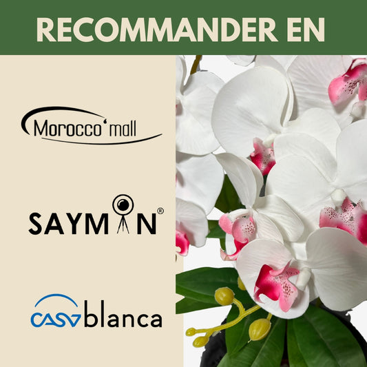 Orchidée Blanche