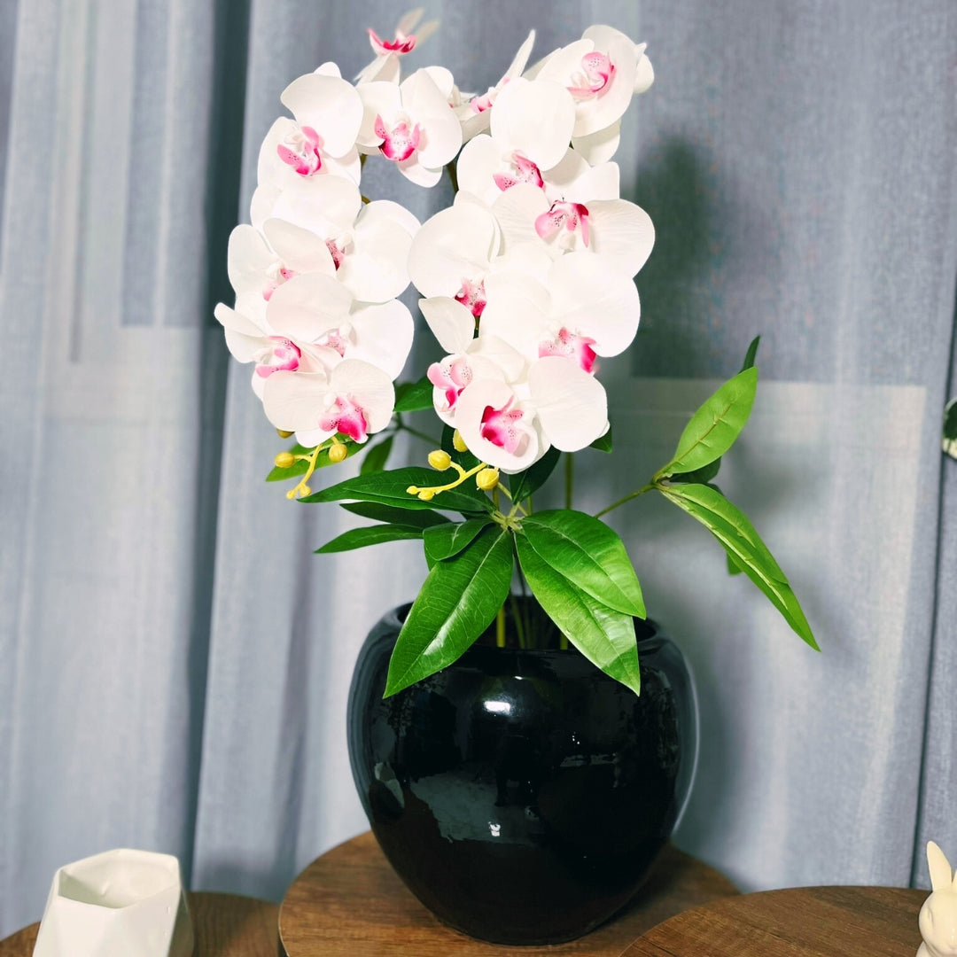 Orchidée Blanche