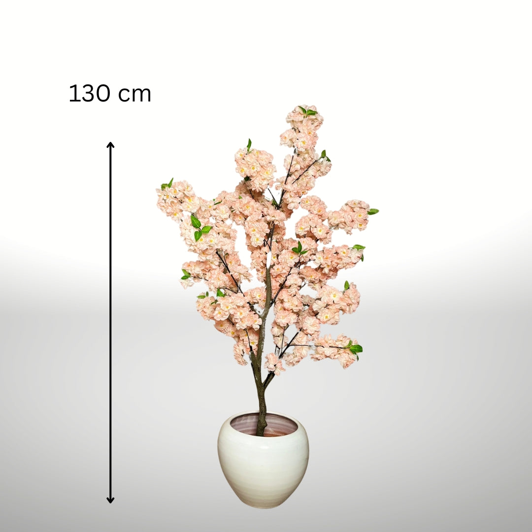 Cerisier Sakura Rose
