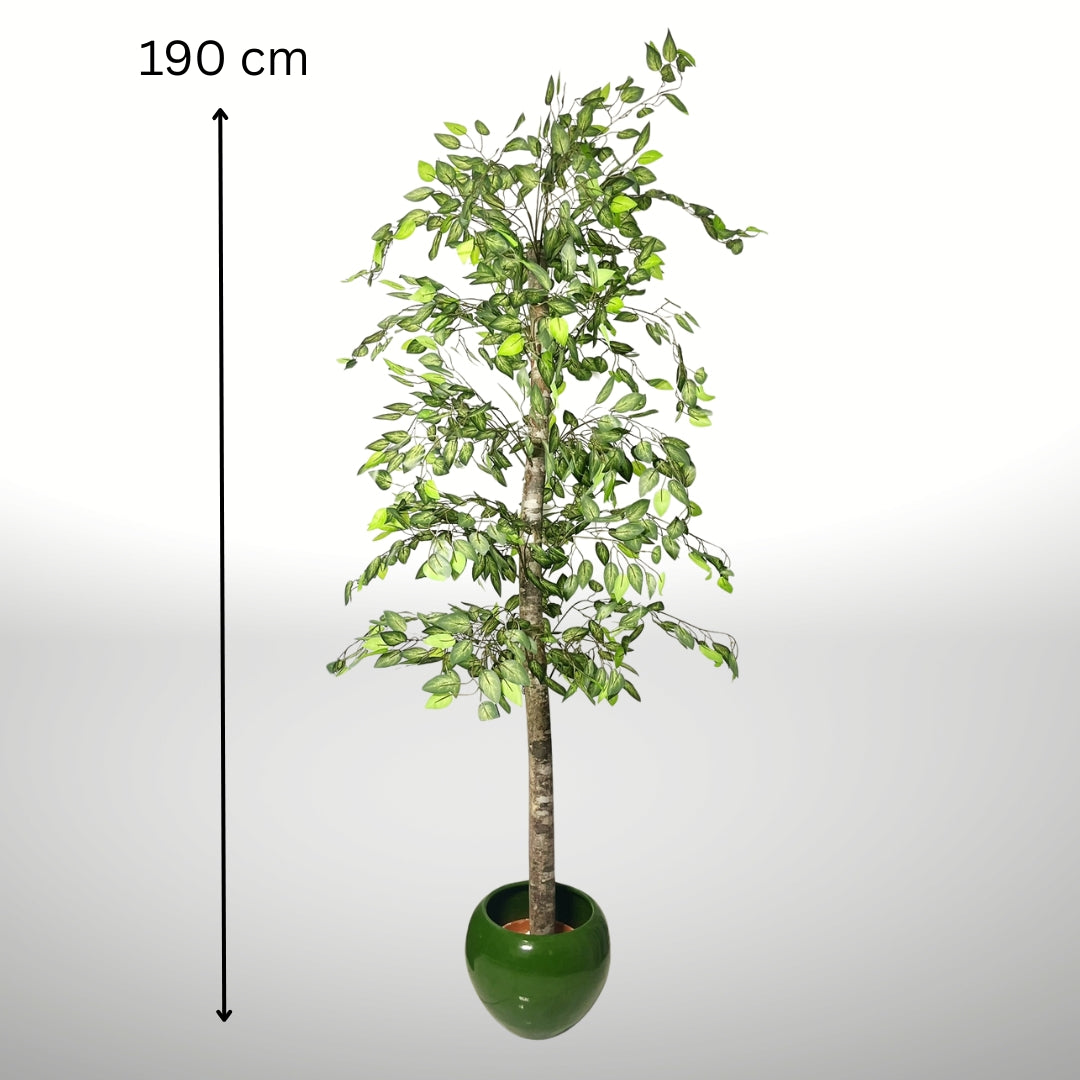 Ficus minimale