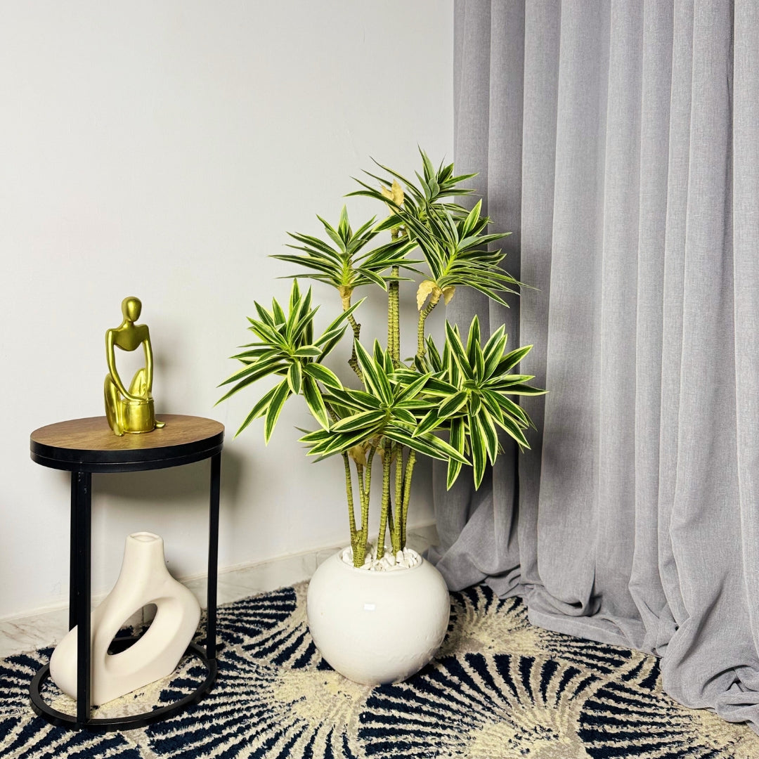 Dracaena Variegata