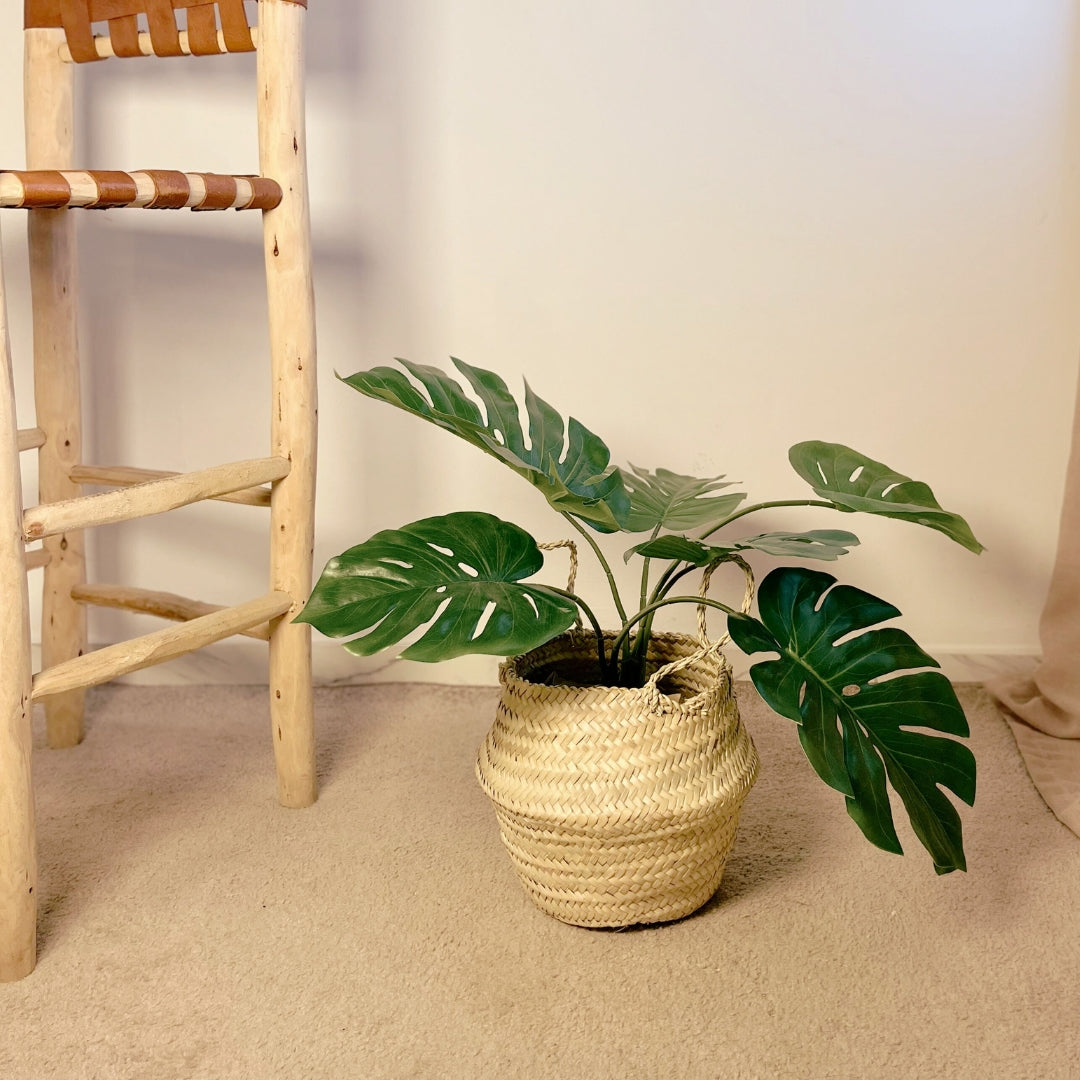 Monstera S