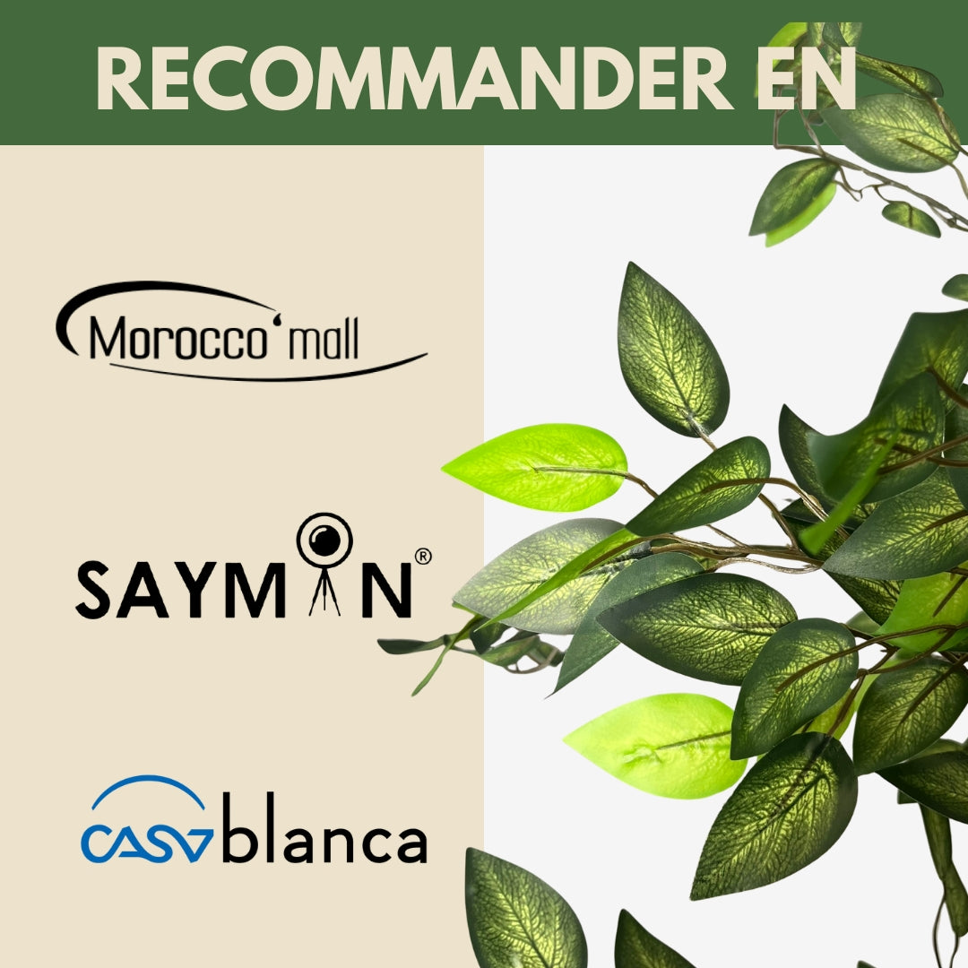 Ficus Premium