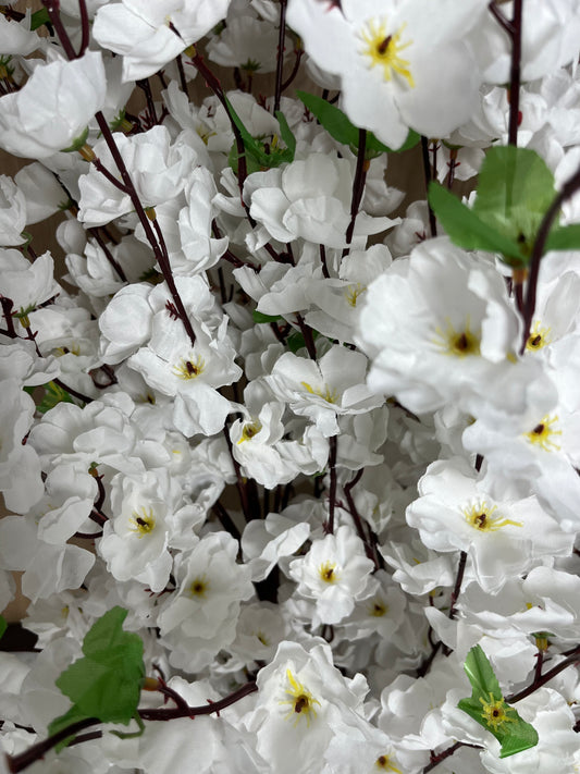 Cerisier Japonai