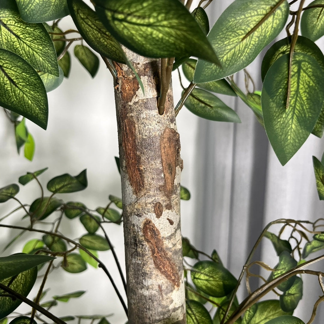 Ficus minimale