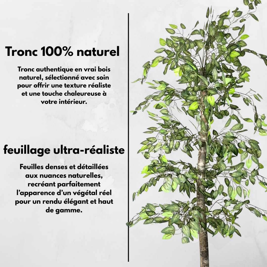 Ficus minimale