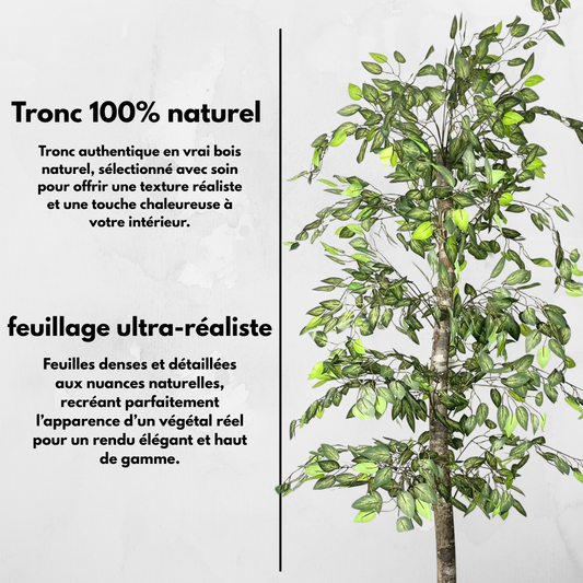 Ficus minimale