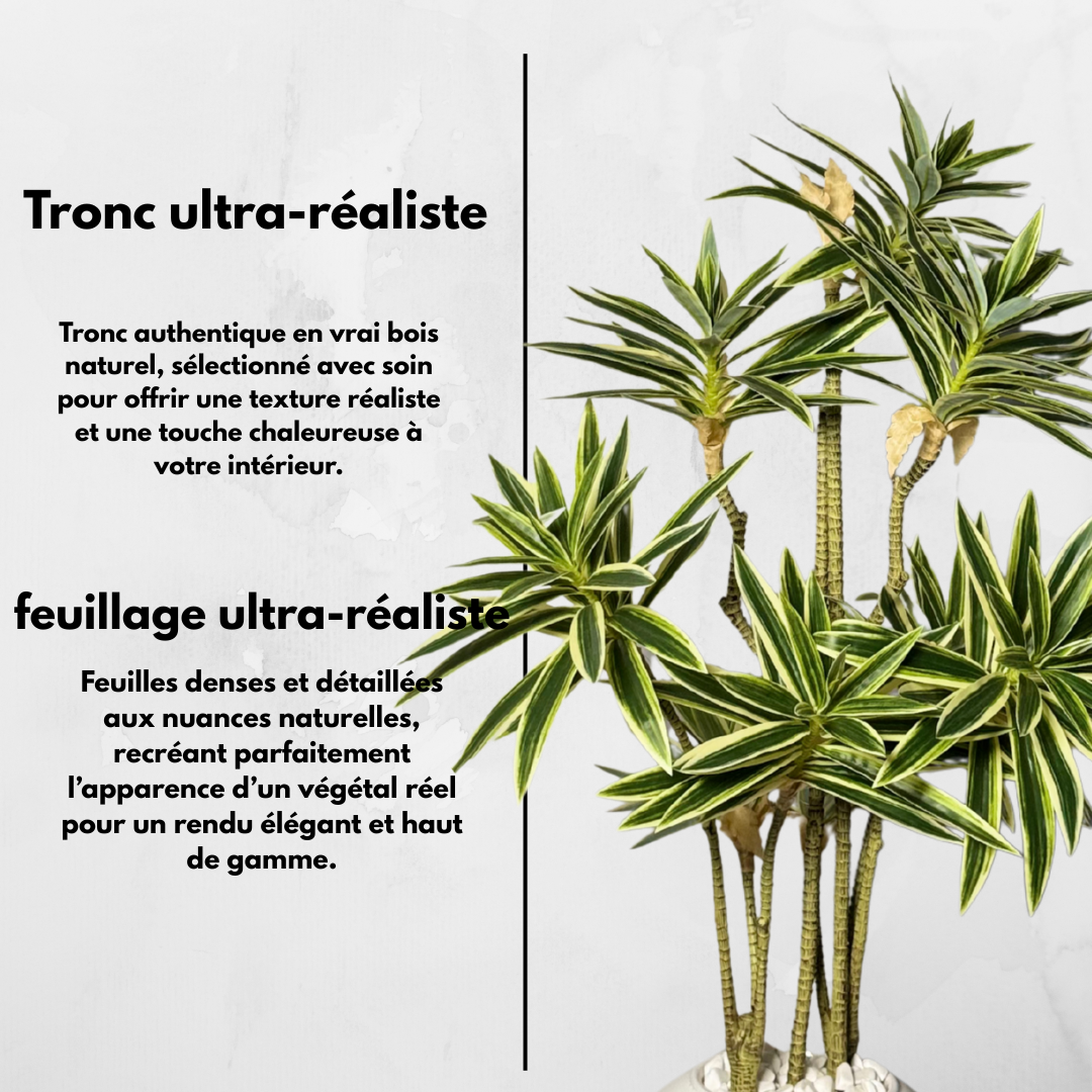 Dracaena Variegata