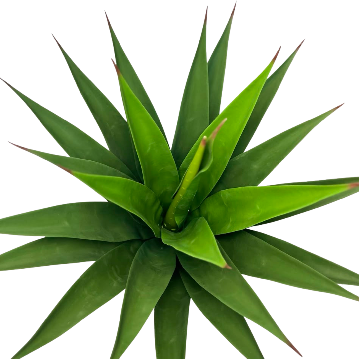 Agave Royale Artificielle