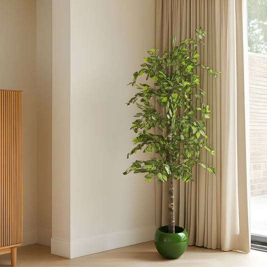 Ficus minimale