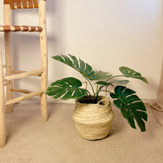 Monstera S