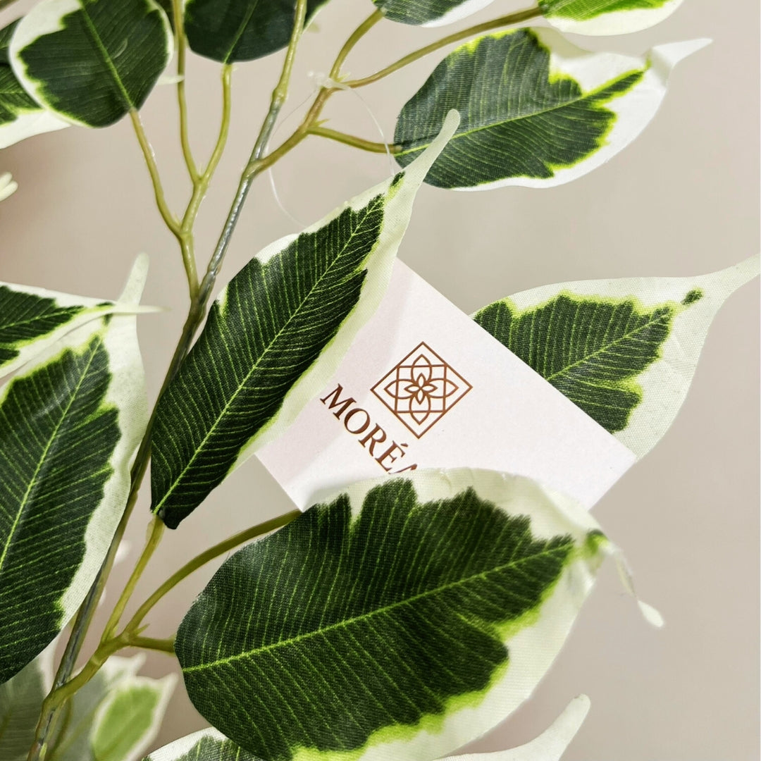 Ficus Panaché Artificiel