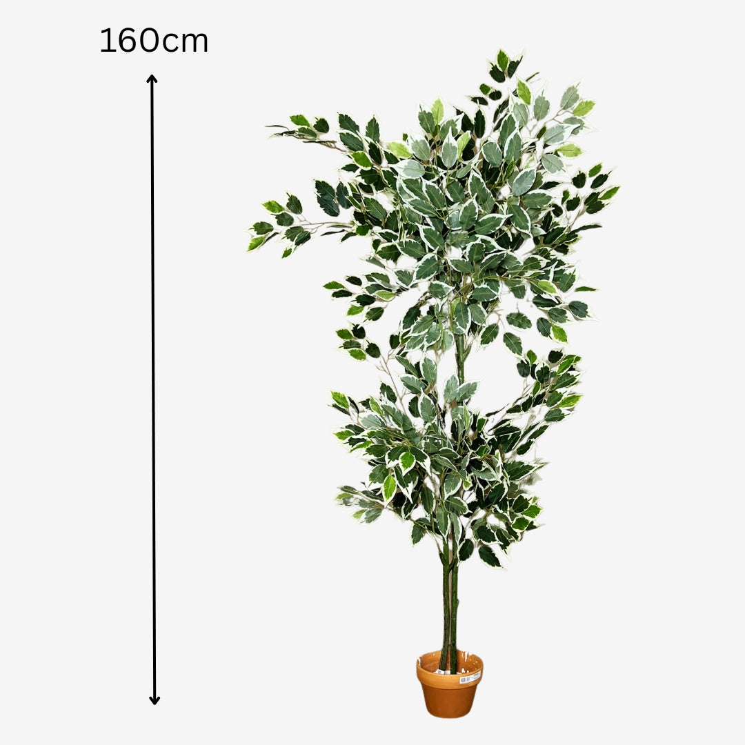 Ficus Panaché Artificiel