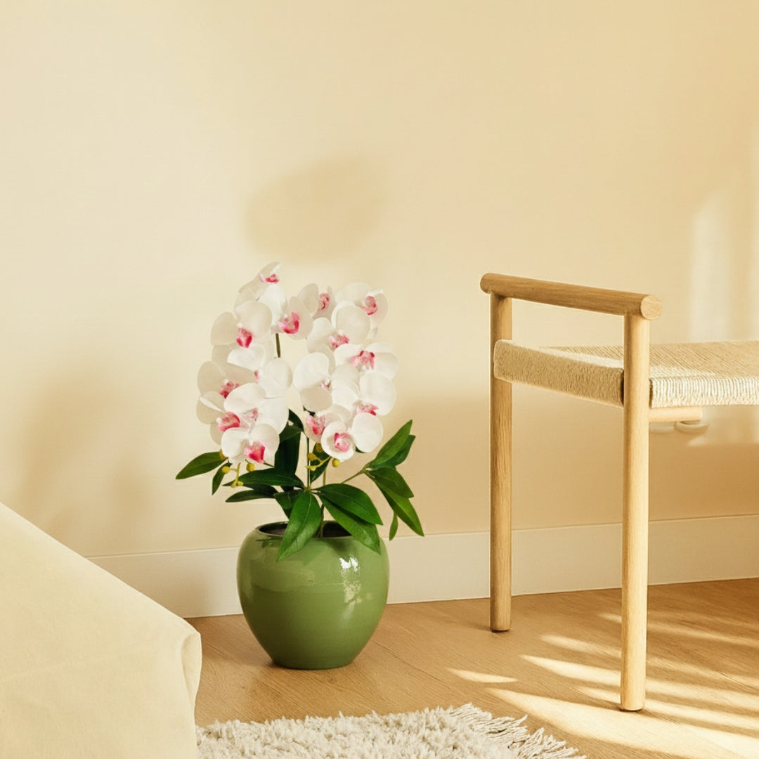 Orchidée Blanche