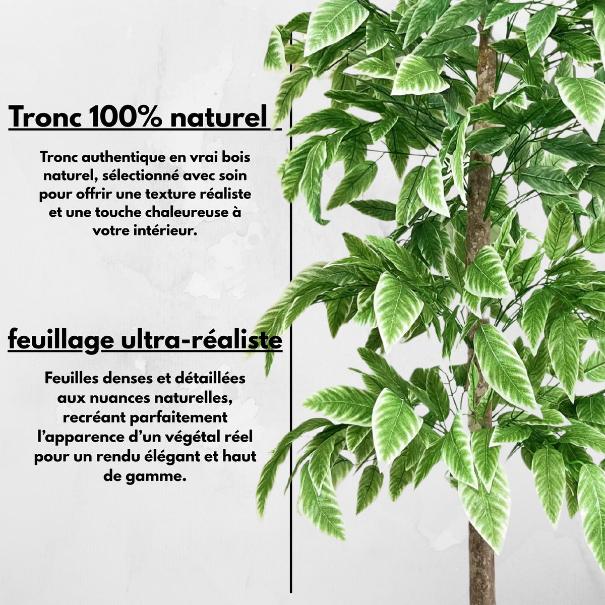 Ficus Émeraude