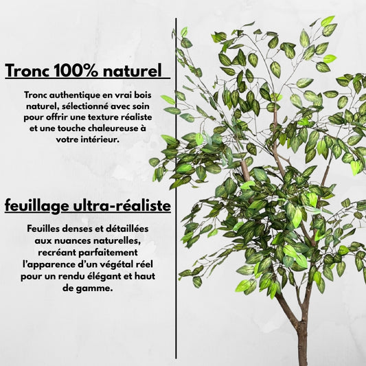 Ficus Premium
