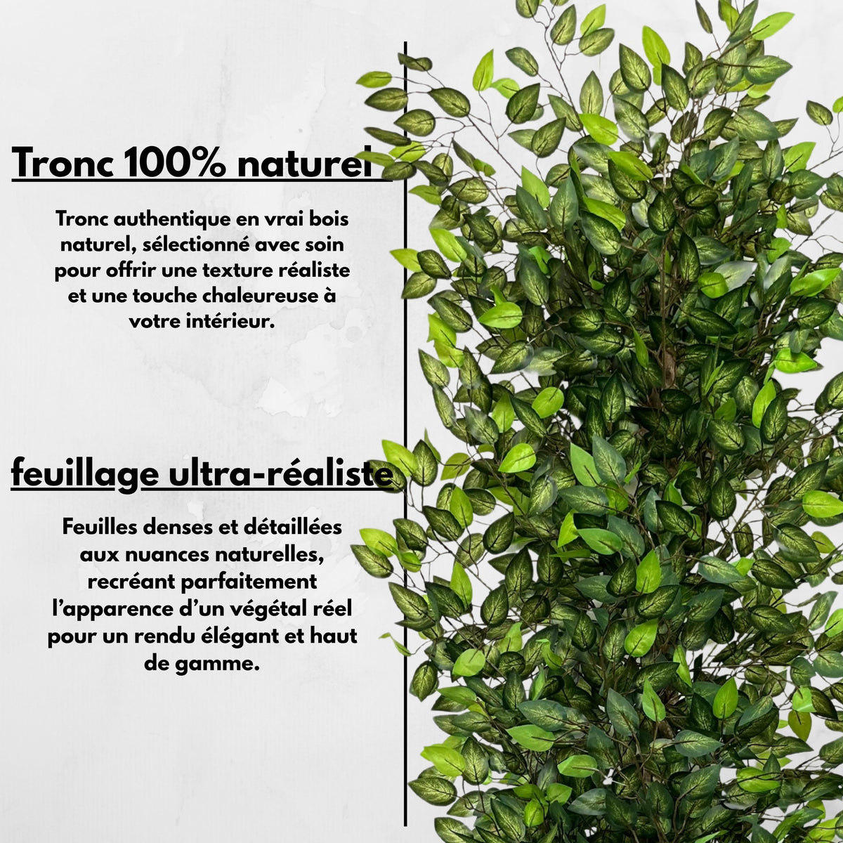 Ficus Maximale