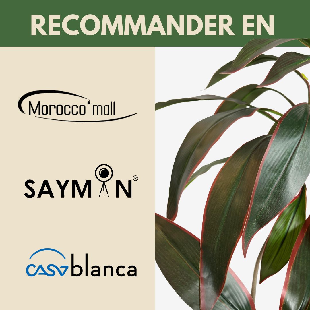 Dracaena Ruby