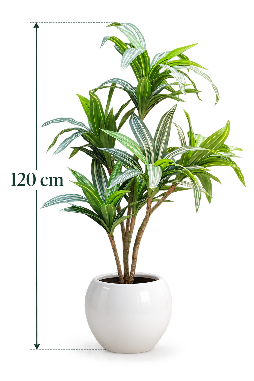 Dracaena Mini