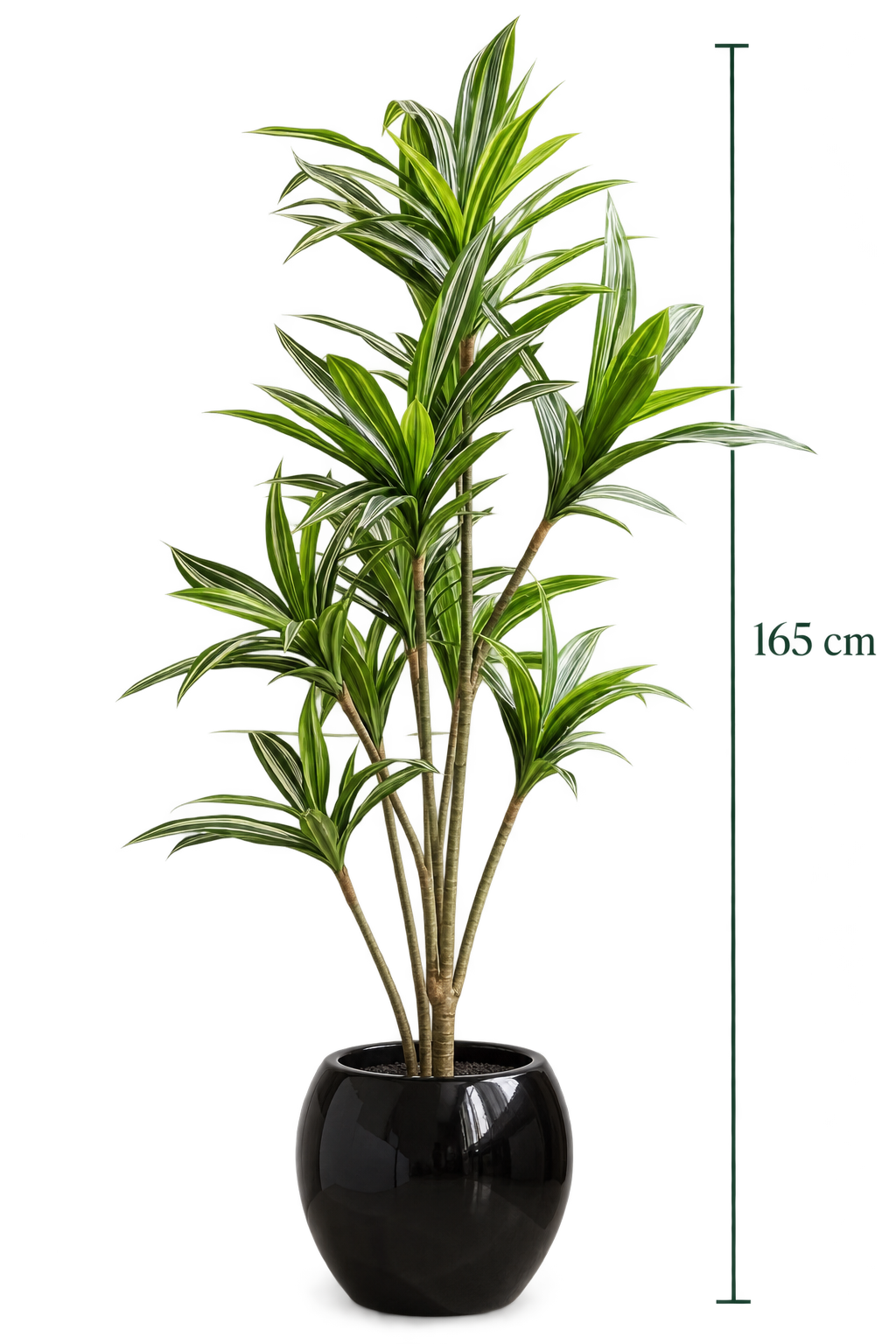 Dracena Royal II