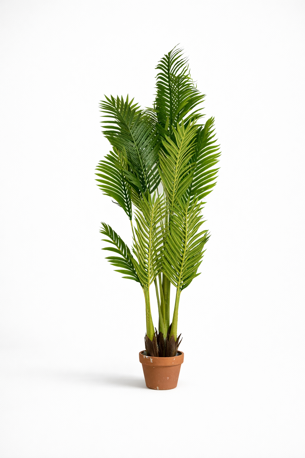 Palmier Royal