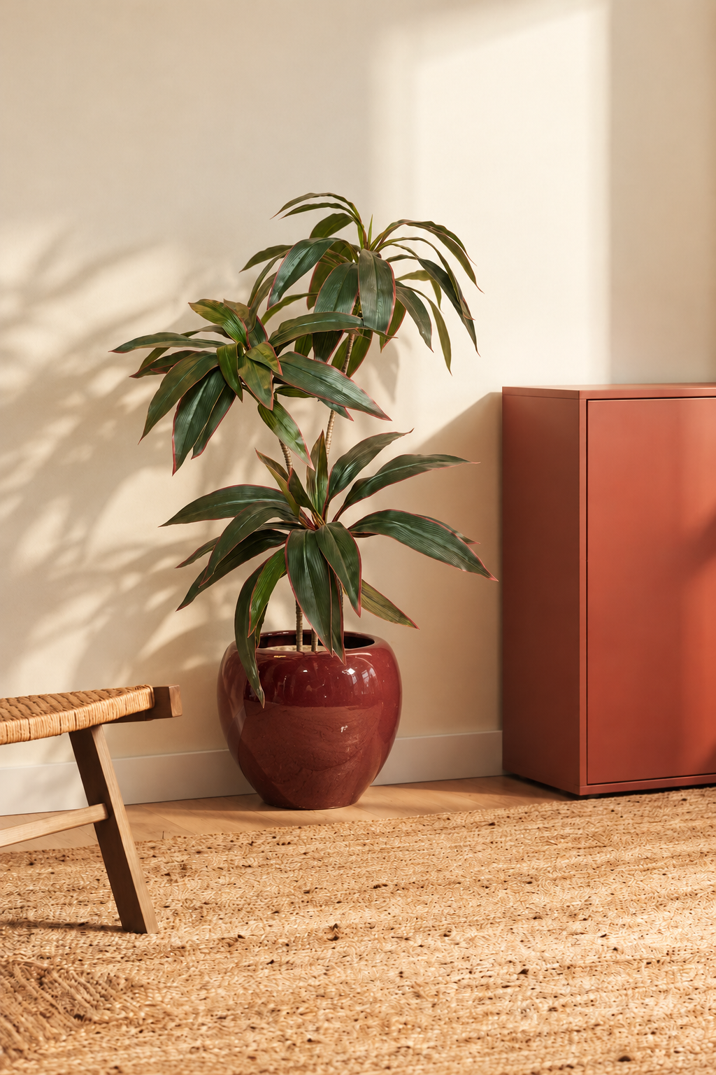 Dracaena Ruby