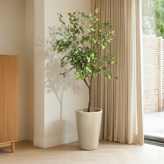 Ficus Premium