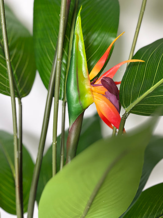 Oiseau du Paradis