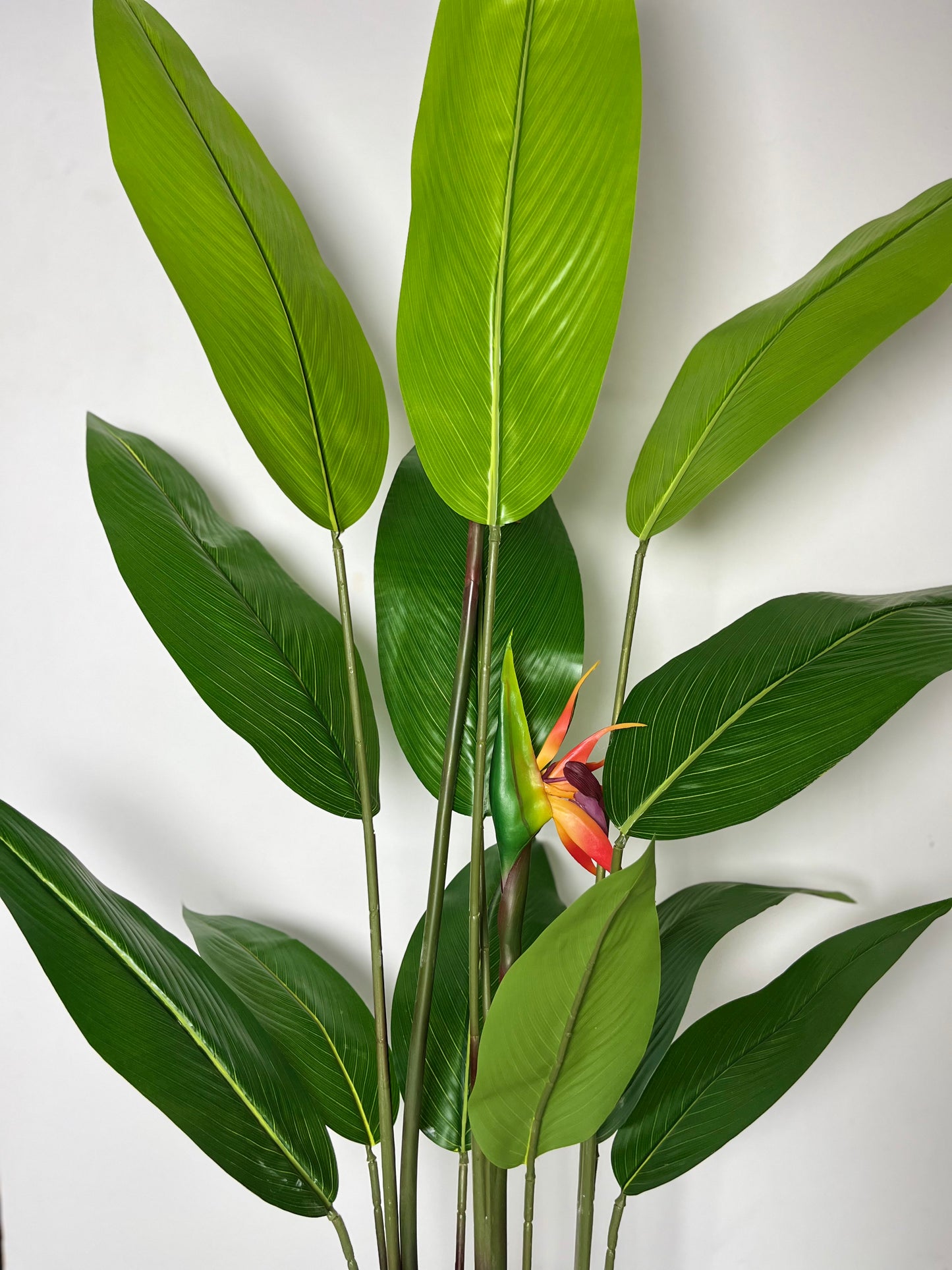 Oiseau du Paradis