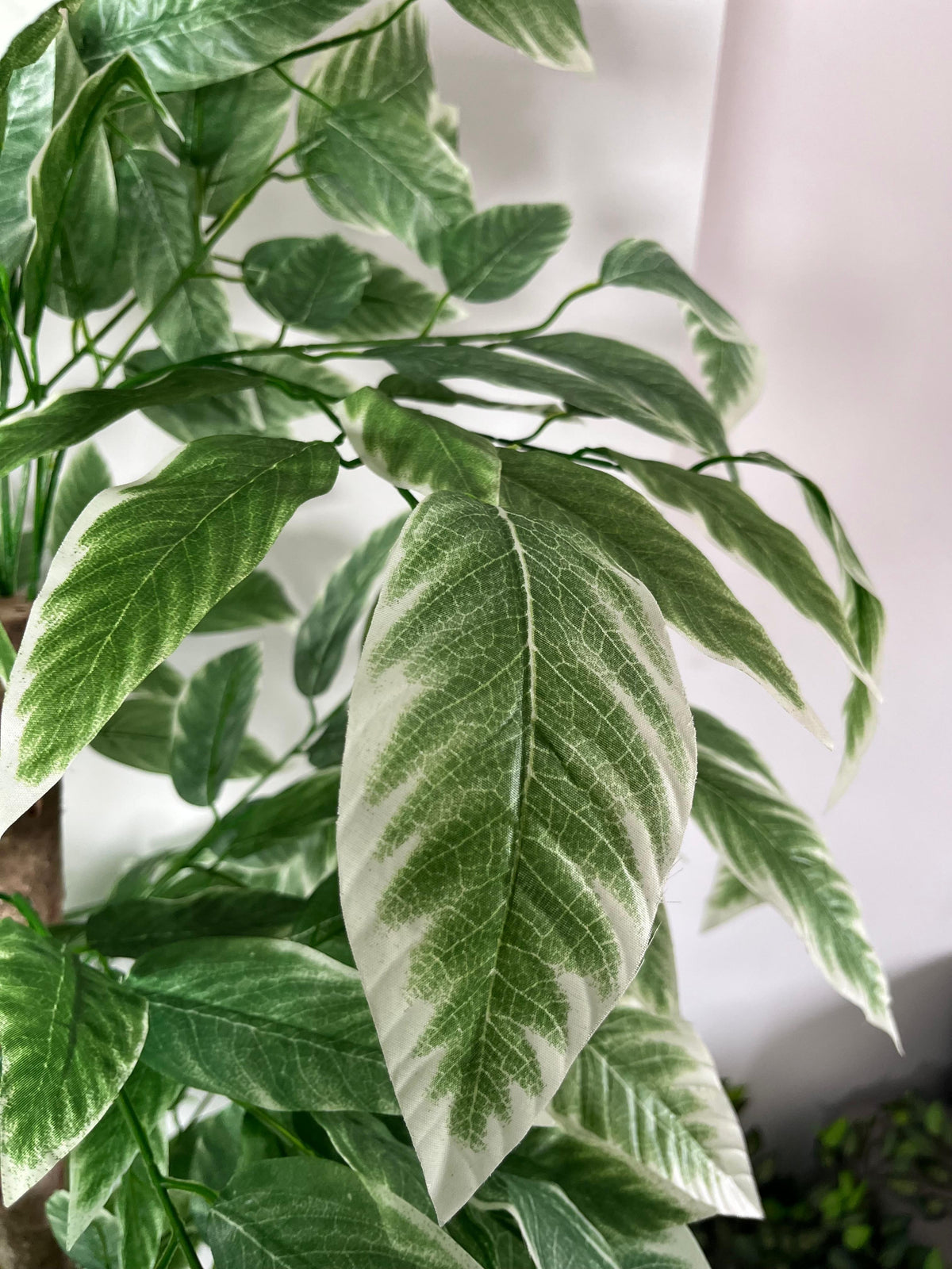 Ficus Émeraude