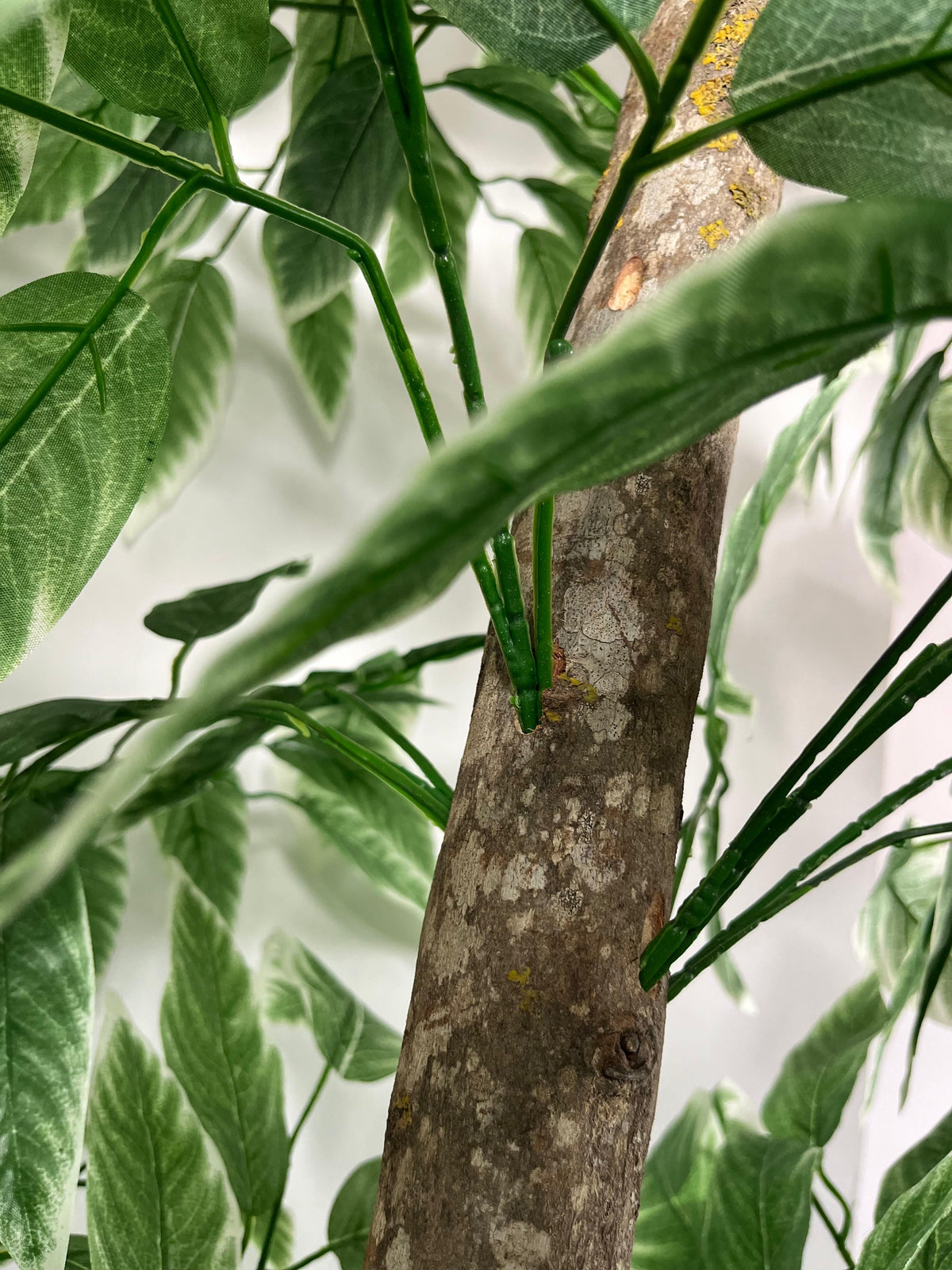 Ficus Émeraude
