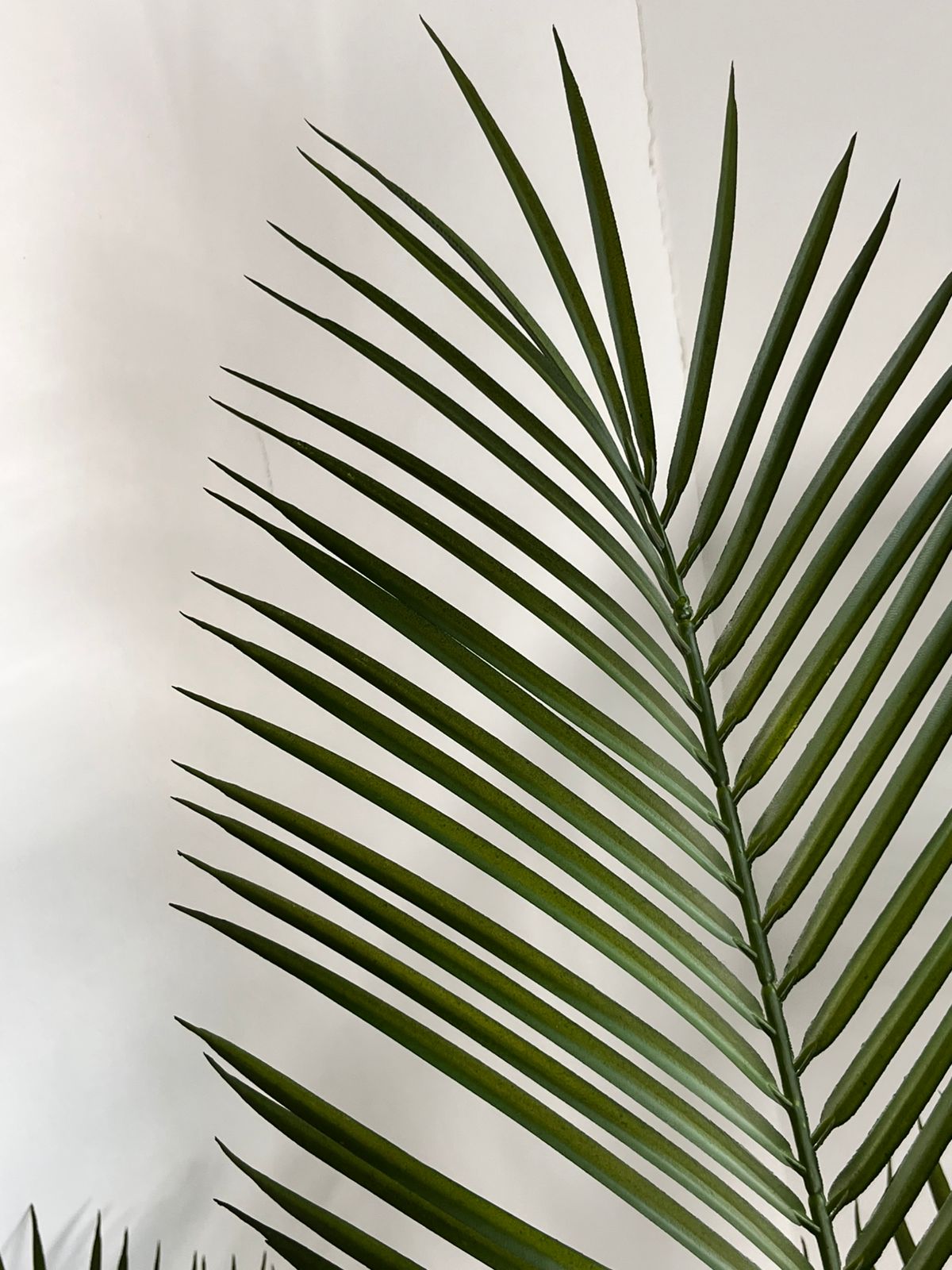PALMÉA
