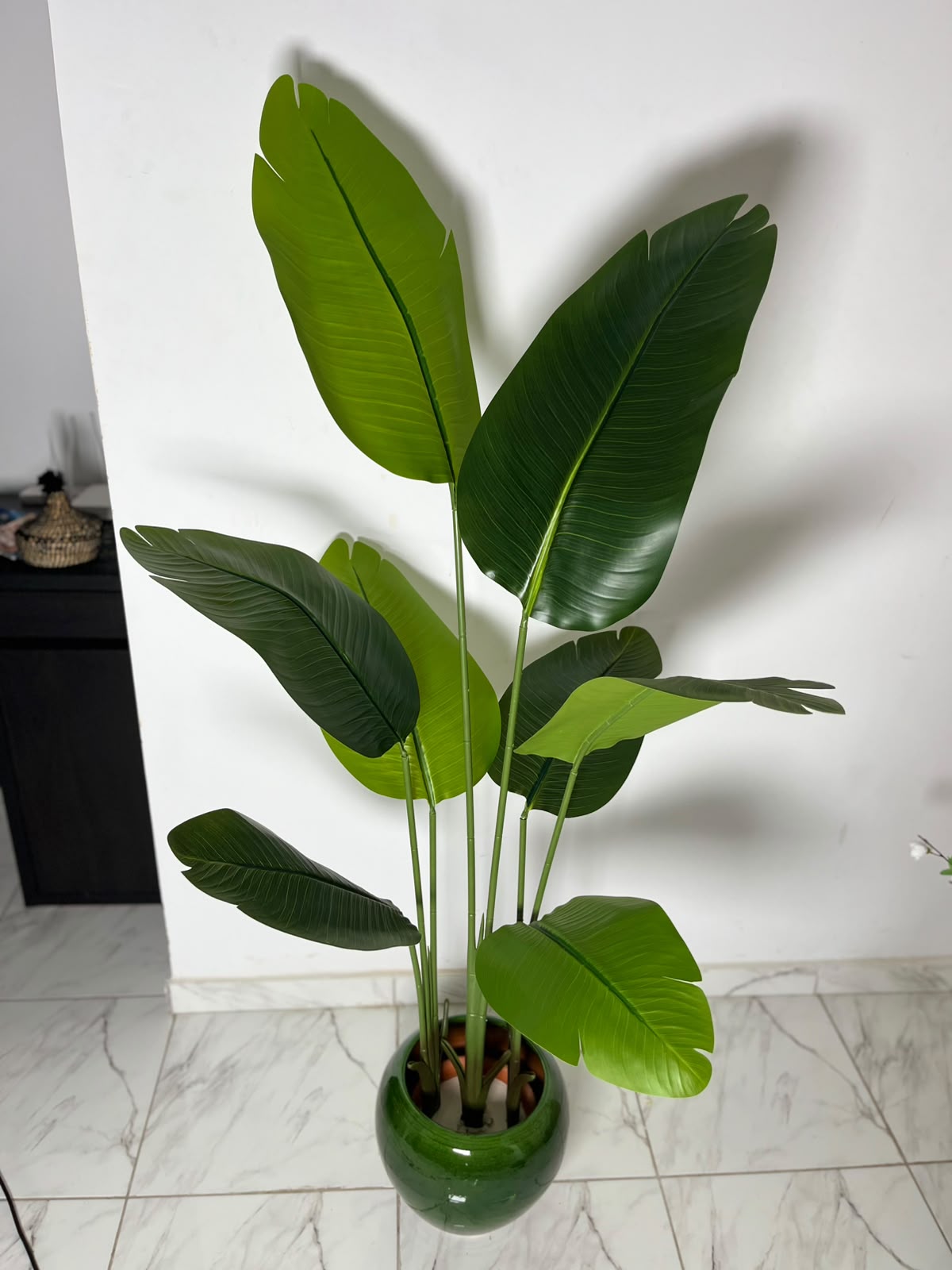 Strelitzia