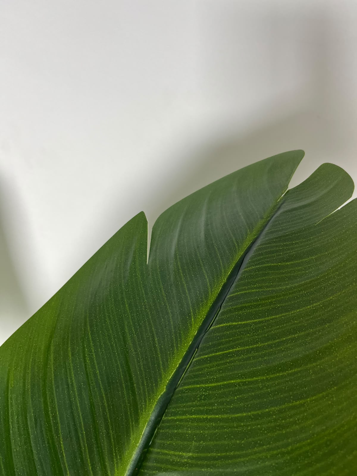 Strelitzia