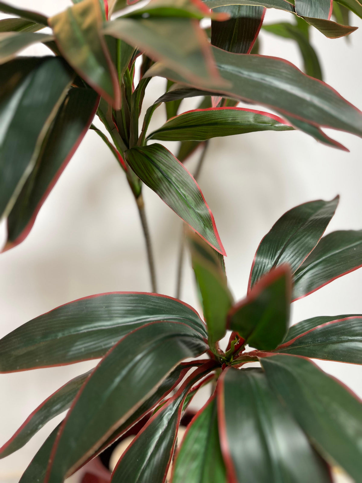 Dracaena Ruby