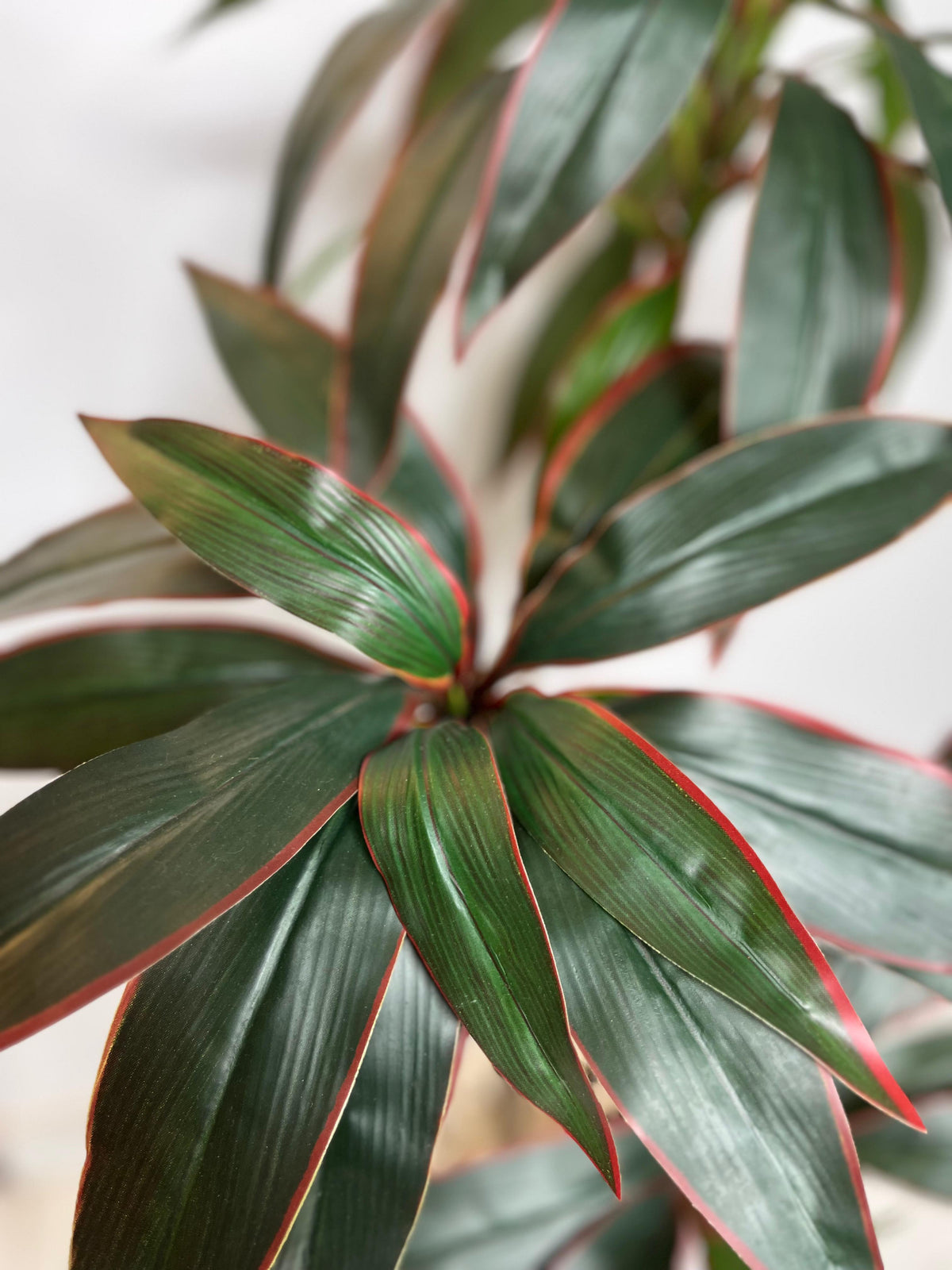 Dracaena Ruby