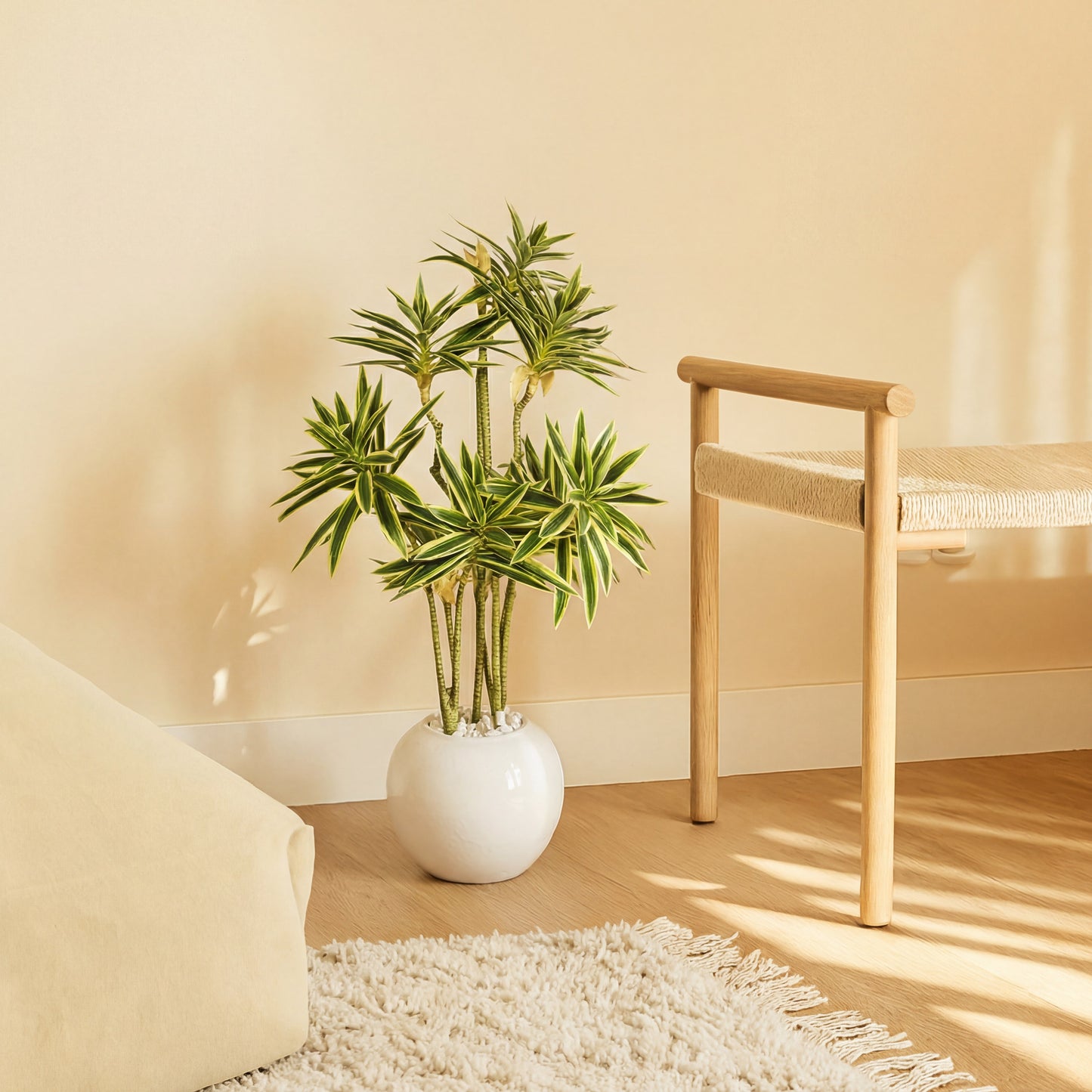 Dracaena Variegata