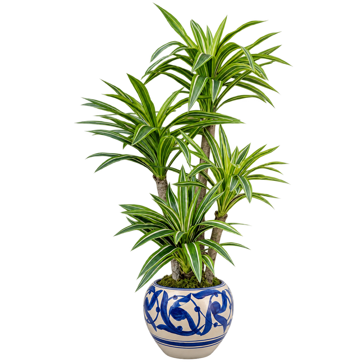 Dracena Royal artificielle 170 cm avec pot en céramique sur fond transparent