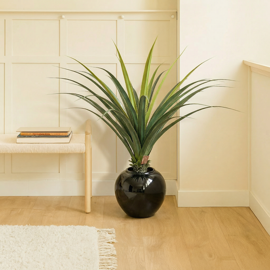 Agave