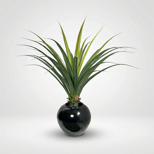 Agave