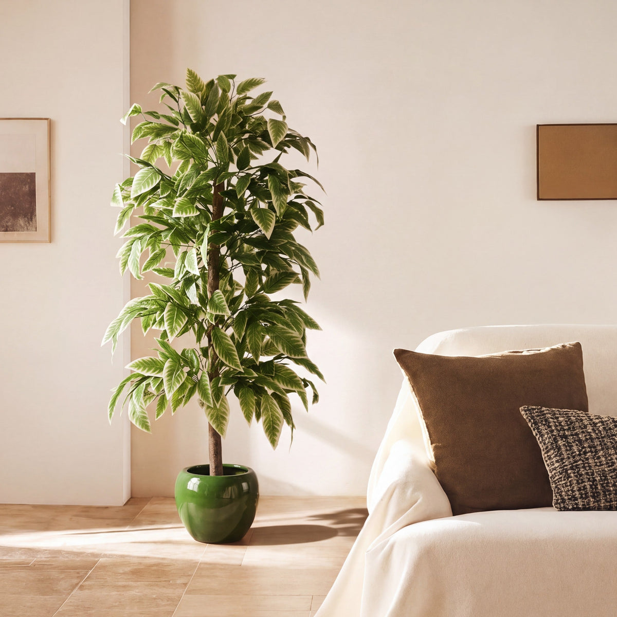 Ficus Émeraude