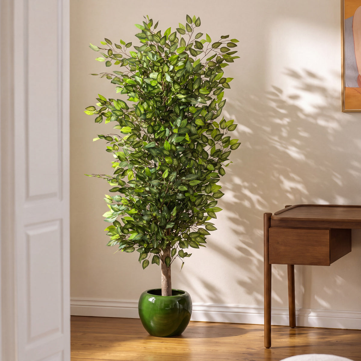 Ficus Maximale