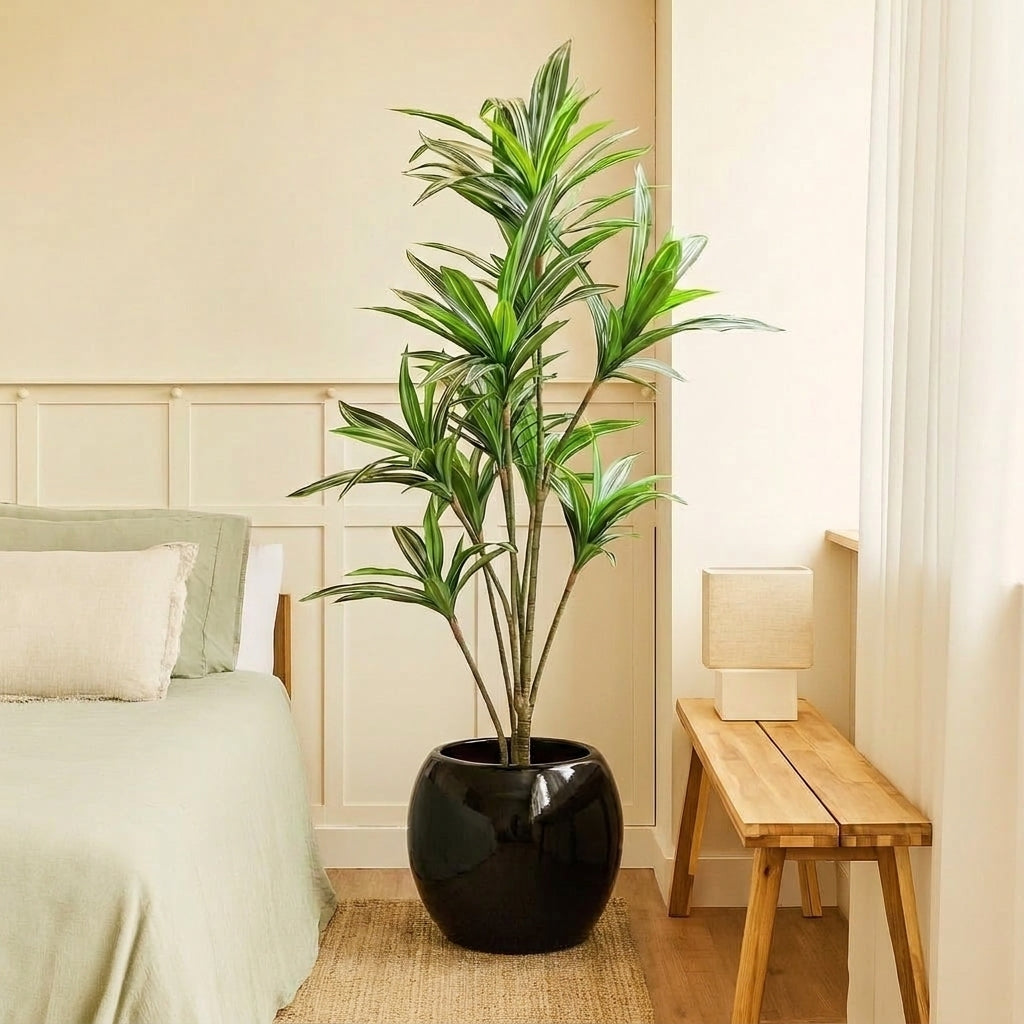 Dracena Royal II
