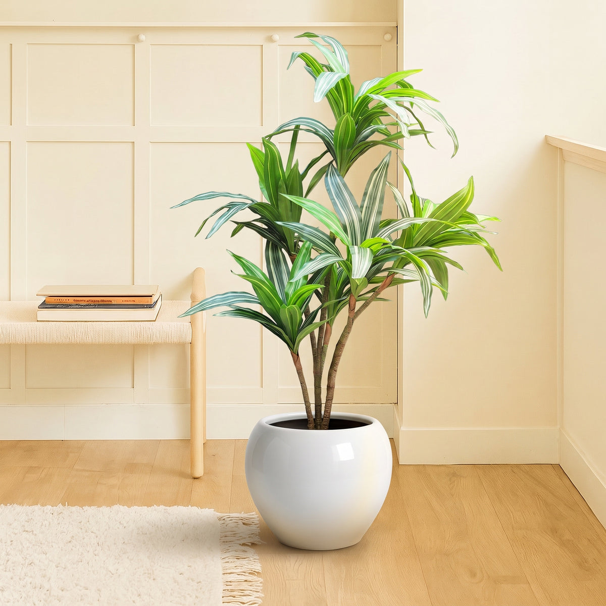 Dracaena Mini
