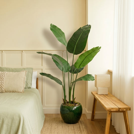 Strelitzia
